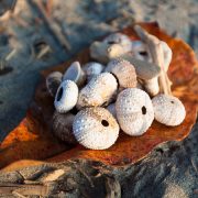 shaktivating-retreat-costa-rica-beach-treasures-shells-sea-urchin