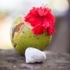 shaktivating-retreat-costa-rica-coconut-hibiscus-shell-pura-vida