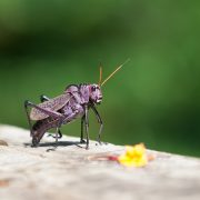 shaktivating-retreat-costa-rica-goddess-yoga-grasshopper