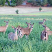 shaktivating-retreat-mount-shasta-goddess-deer-nature