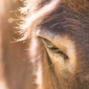 shaktivating-retreat-mount-shasta-goddess-nature-donkey